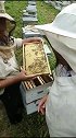 给大家看看蜂王农村生活 蜂蜜