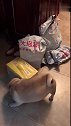 狗子：我来看看里面有没我的狗粮！