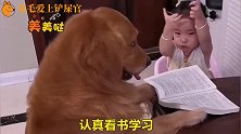 金毛狗模人样的陪着小女孩学习，真把自己当成保姆了，还监督孩子