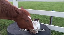 汗血宝马和一只猫咪关系亲密，还让它骑在背上，画面温馨感人