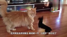 看橘猫戴了个狮子头套尤其它转过头的那一刻，“辛巴是你吗？”