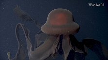 美国科学家拍到罕见冥河水母 触手长达10米