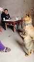 狗子：我就这样盯着你，看你好意思吃独食么！