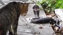 猫咪胆子大是出了名的，鳄鱼、狗熊等等，猫咪都敢跟他比划！