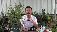 蓝莓怎么养？这一步赶在立秋前进行，秋后有惊喜