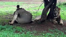 印度吉尔保护区的雄狮兄弟—慵懒的躺在树下休息
