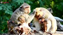和睦的大家庭，从猩红色的大猴子到最小的小猴都得到了最好的待遇