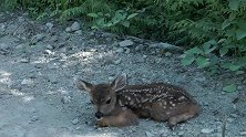 可怜的鹿宝宝走失三天了，妈妈你在哪里？