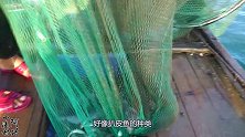 这种鱼长得像马面一样，肉质还特别好吃，阿兴一网就收获好几条