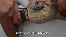 海龟因垃圾缠身痛苦不堪，见人主动上前求救，太可怜了