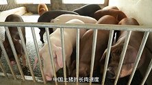 中国的猪从哪里来？洋猪带来了非洲猪瘟，31种土猪濒临灭亡