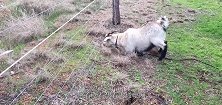 山羊想要吃电网外的草，但是不小心碰到了电网，吓得连桩子都带跑